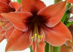 hippeastrum Tierra (1)